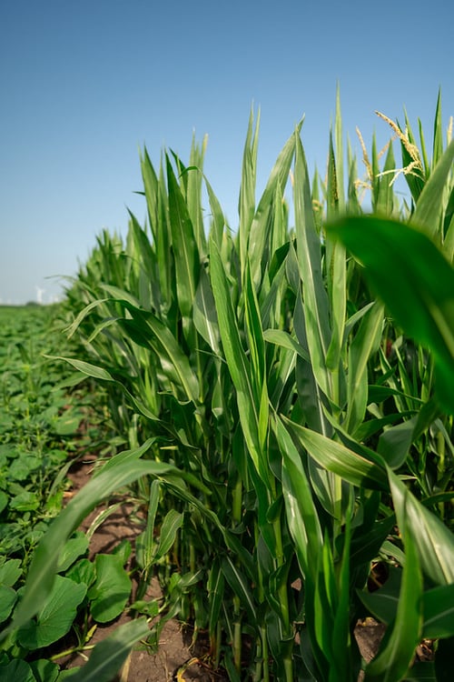 54657492656_14eb4cb857_c