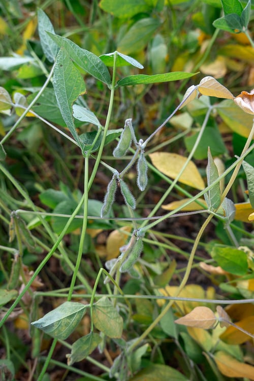 54782968338_5c73e3d3a8_c